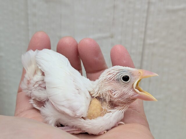 真っ白🤍白文鳥ヒナさん来ましたよ〜 白文鳥