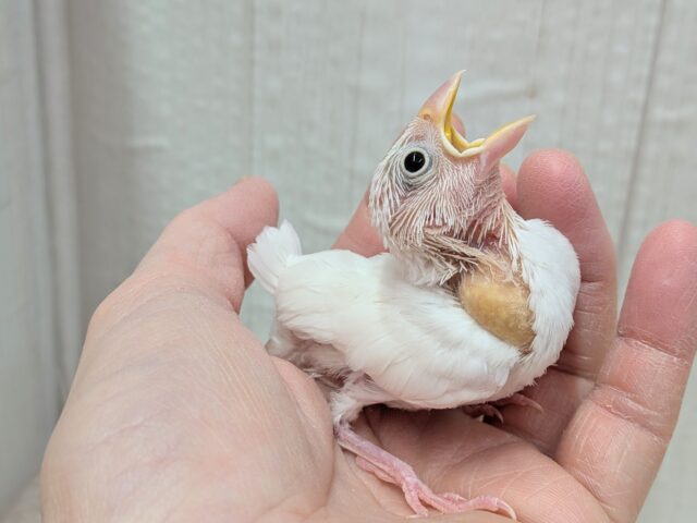 真っ白🤍白文鳥ヒナさん来ましたよ〜 白文鳥