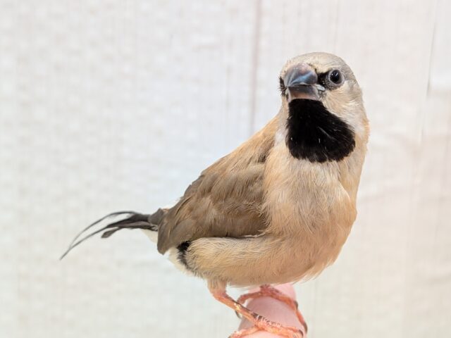 激カワ💕シュバシキンセイチョウのヒナさんが来ました〜 シュバシキンセイチョウ