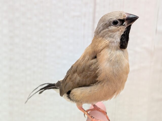 激カワ💕シュバシキンセイチョウのヒナさんが来ました〜 シュバシキンセイチョウ