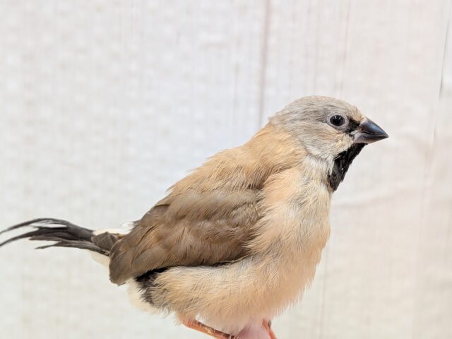 激カワ💕シュバシキンセイチョウのヒナさんが来ました〜 シュバシキンセイチョウ