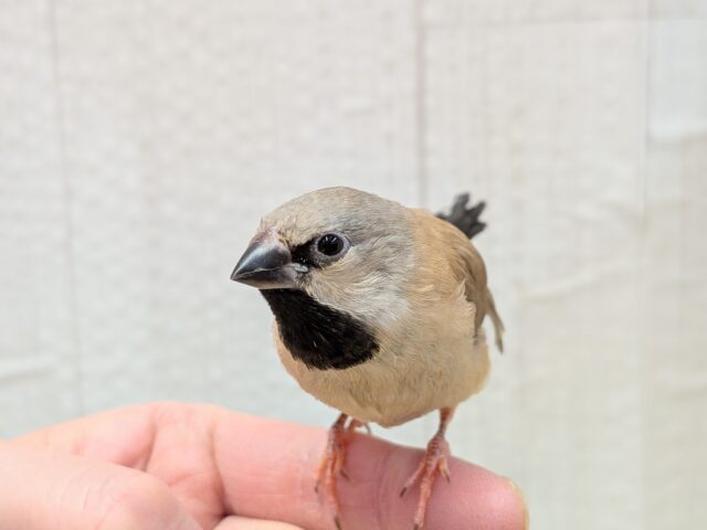 激カワ💕シュバシキンセイチョウのヒナさんが来ました〜 シュバシキンセイチョウ