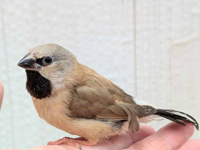 激カワ💕シュバシキンセイチョウのヒナさんが来ました〜 シュバシキンセイチョウ