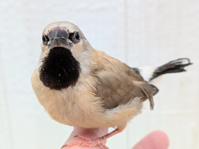 激カワ💕シュバシキンセイチョウのヒナさんが来ました〜 シュバシキンセイチョウ