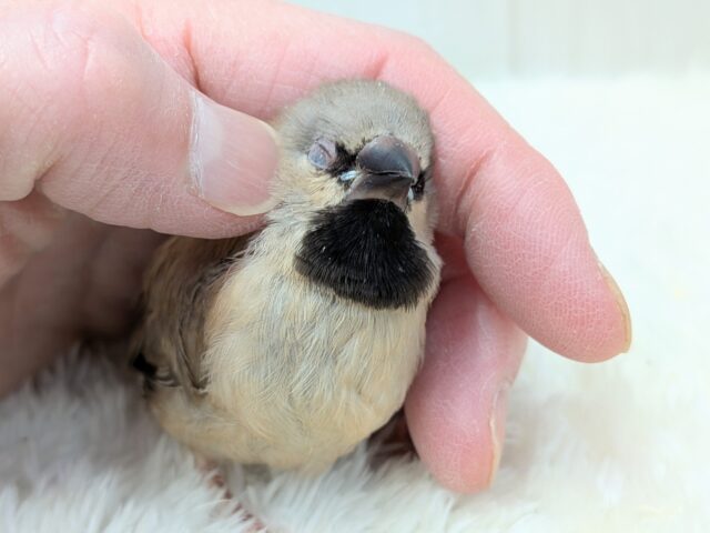 激カワ💕シュバシキンセイチョウのヒナさんが来ました〜 シュバシキンセイチョウ