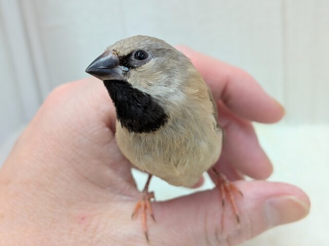 激カワ💕シュバシキンセイチョウのヒナさんが来ました〜 シュバシキンセイチョウ