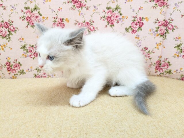 ラグドール