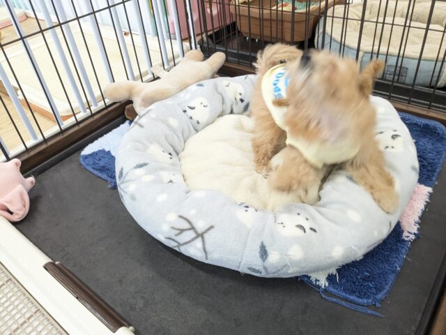 ビションプー