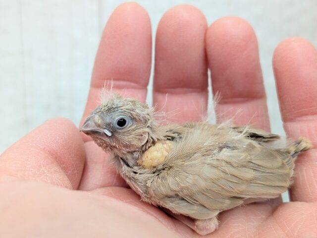 甘々ミルクティーちゃん💖キンカ鳥ヒナさんフォーン 錦花鳥(キンカチョウ)