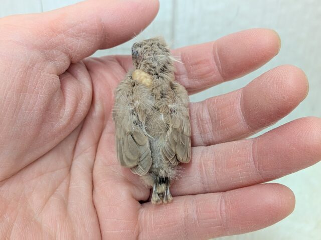 甘々ミルクティーちゃん💖キンカ鳥ヒナさんフォーン 錦花鳥(キンカチョウ)