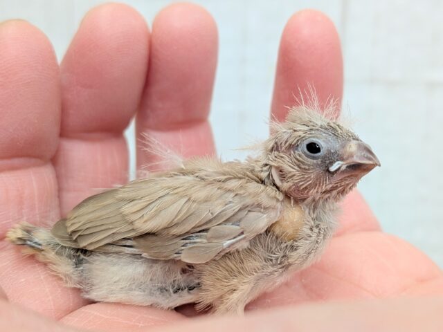 甘々ミルクティーちゃん💖キンカ鳥ヒナさんフォーン 錦花鳥(キンカチョウ)