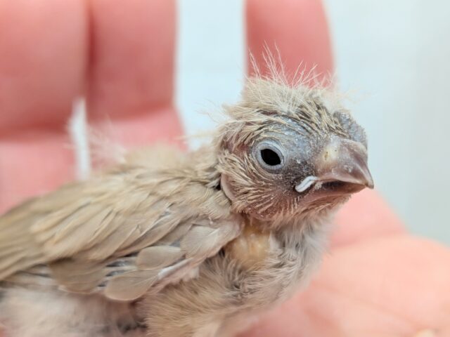 甘々ミルクティーちゃん💖キンカ鳥ヒナさんフォーン 錦花鳥(キンカチョウ)