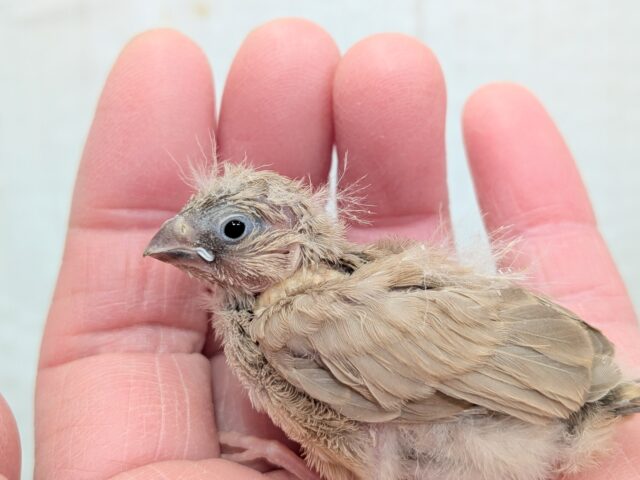 甘々ミルクティーちゃん💖キンカ鳥ヒナさんフォーン 錦花鳥(キンカチョウ)