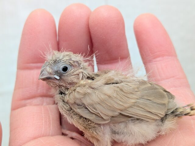 甘々ミルクティーちゃん💖キンカ鳥ヒナさんフォーン 錦花鳥(キンカチョウ)