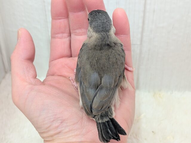 最新画像有ります⭐️これから大変身しちゃうよ!桜文鳥ヒナさん来ました〜 桜文鳥