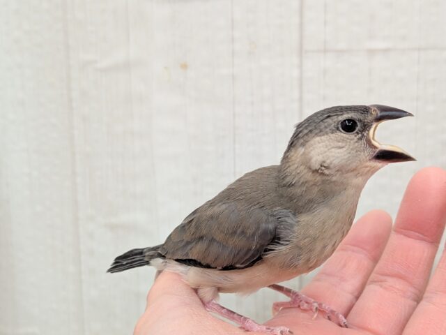 最新画像有ります⭐️これから大変身しちゃうよ!桜文鳥ヒナさん来ました〜 桜文鳥