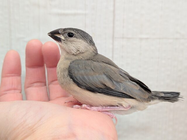 最新画像有ります⭐️これから大変身しちゃうよ!桜文鳥ヒナさん来ました〜 桜文鳥