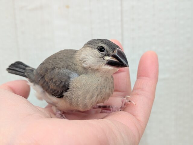 最新画像有ります⭐️これから大変身しちゃうよ!桜文鳥ヒナさん来ました〜 桜文鳥