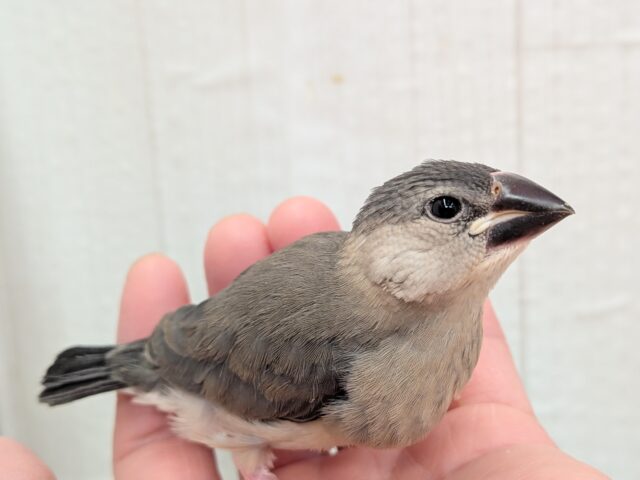 最新画像有ります⭐️これから大変身しちゃうよ!桜文鳥ヒナさん来ました〜 桜文鳥