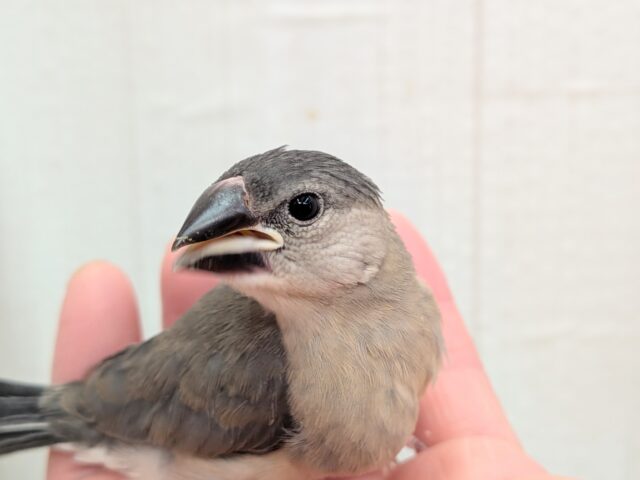 最新画像有ります⭐️これから大変身しちゃうよ!桜文鳥ヒナさん来ました〜 桜文鳥