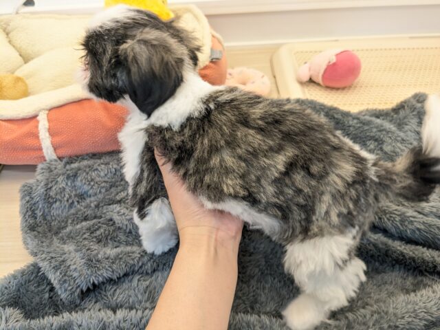 最新画像更新!!パーフェクトガール参上💗 シーズーの女のコ 2026/3/11撮影 シーズー