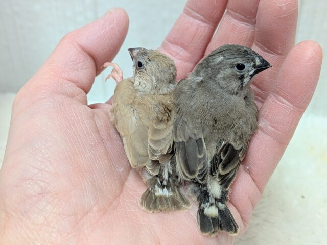 きな粉餅と黒ごま餅🤎🖤キンカ鳥ヒナさん達が来ました〜 錦花鳥(キンカチョウ)
