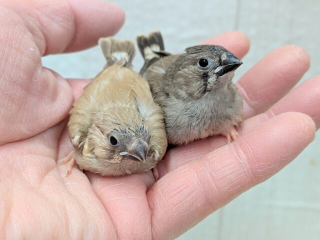 きな粉餅と黒ごま餅🤎🖤キンカ鳥ヒナさん達が来ました〜 錦花鳥(キンカチョウ)