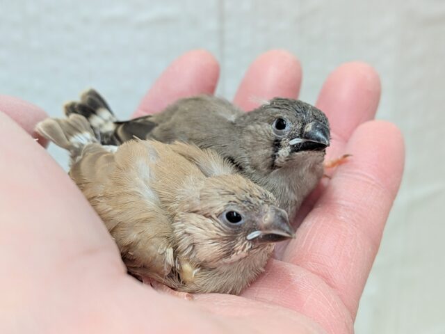 きな粉餅と黒ごま餅🤎🖤キンカ鳥ヒナさん達が来ました〜 錦花鳥(キンカチョウ)
