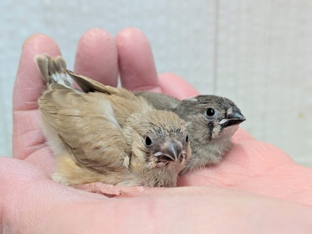 きな粉餅と黒ごま餅🤎🖤キンカ鳥ヒナさん達が来ました〜 錦花鳥(キンカチョウ)