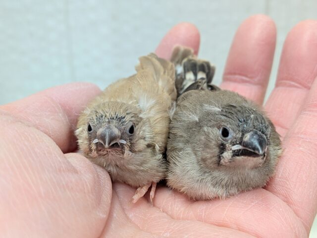きな粉餅と黒ごま餅🤎🖤キンカ鳥ヒナさん達が来ました〜 錦花鳥(キンカチョウ)