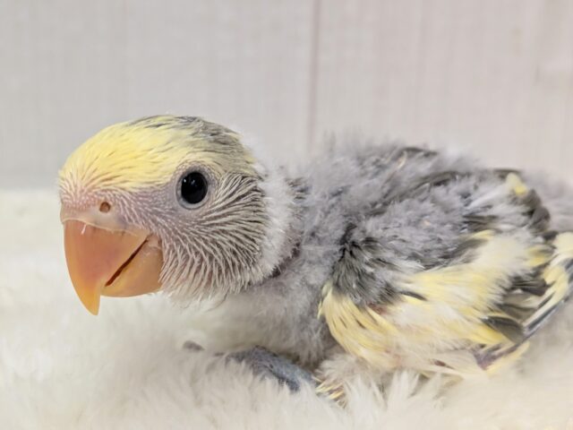 最新画像有ります❗️グレー🩶+イエロー💛=ステキカラー💖コザクラインコヒナさんモーブパイド コザクラインコ(小桜インコ)