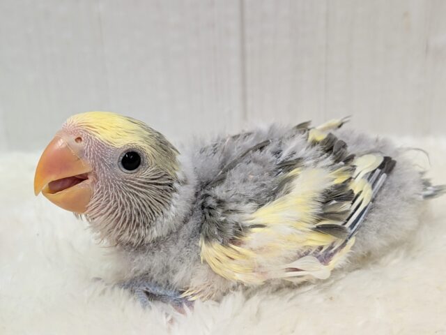 最新画像有ります❗️グレー🩶+イエロー💛=ステキカラー💖コザクラインコヒナさんモーブパイド コザクラインコ(小桜インコ)