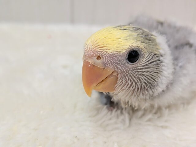 最新画像有ります❗️グレー🩶+イエロー💛=ステキカラー💖コザクラインコヒナさんモーブパイド コザクラインコ(小桜インコ)