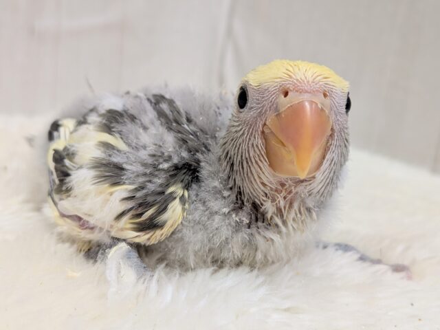 最新画像有ります❗️グレー🩶+イエロー💛=ステキカラー💖コザクラインコヒナさんモーブパイド コザクラインコ(小桜インコ)