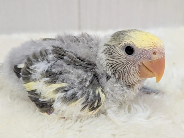 最新画像有ります❗️グレー🩶+イエロー💛=ステキカラー💖コザクラインコヒナさんモーブパイド コザクラインコ(小桜インコ)