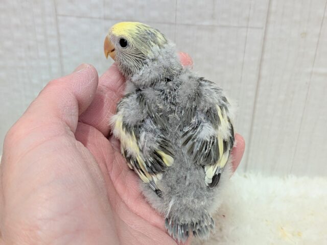 最新画像有ります❗️グレー🩶+イエロー💛=ステキカラー💖コザクラインコヒナさんモーブパイド コザクラインコ(小桜インコ)