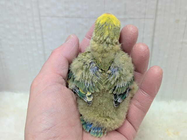 最新画像有ります‼️淡め黄色のモコモコ綿毛ちゃん꒰⑅ᵕ༚ᵕ꒱˖♡コザクラインコヒナさんタイガーチェリー コザクラインコ(小桜インコ)