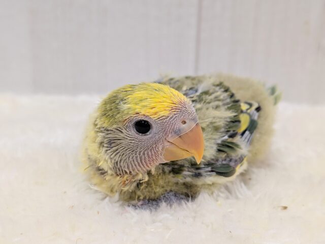 最新画像有ります‼️淡め黄色のモコモコ綿毛ちゃん꒰⑅ᵕ༚ᵕ꒱˖♡コザクラインコヒナさんタイガーチェリー コザクラインコ(小桜インコ)