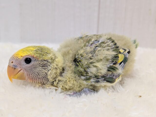 最新画像有ります‼️淡め黄色のモコモコ綿毛ちゃん꒰⑅ᵕ༚ᵕ꒱˖♡コザクラインコヒナさんタイガーチェリー コザクラインコ(小桜インコ)