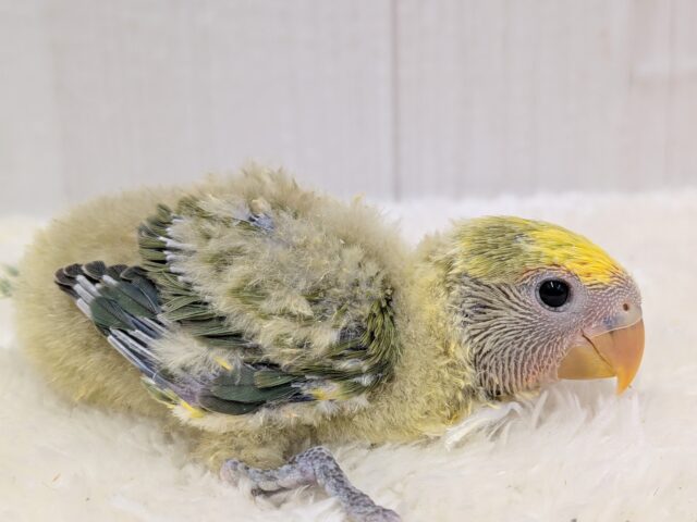 最新画像有ります‼️淡め黄色のモコモコ綿毛ちゃん꒰⑅ᵕ༚ᵕ꒱˖♡コザクラインコヒナさんタイガーチェリー コザクラインコ(小桜インコ)