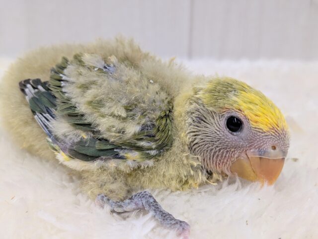 最新画像有ります‼️淡め黄色のモコモコ綿毛ちゃん꒰⑅ᵕ༚ᵕ꒱˖♡コザクラインコヒナさんタイガーチェリー コザクラインコ(小桜インコ)