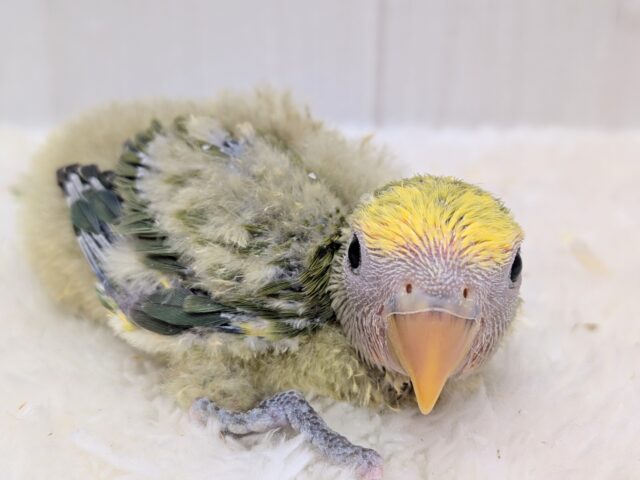 最新画像有ります‼️淡め黄色のモコモコ綿毛ちゃん꒰⑅ᵕ༚ᵕ꒱˖♡コザクラインコヒナさんタイガーチェリー コザクラインコ(小桜インコ)
