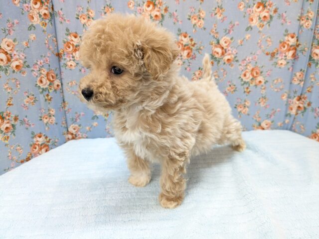 マルプー