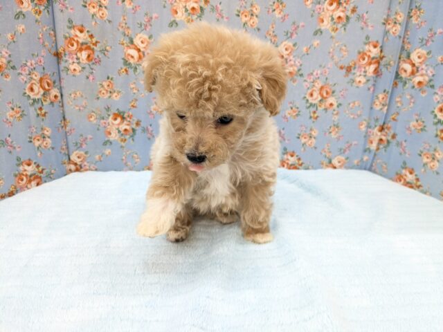マルプー