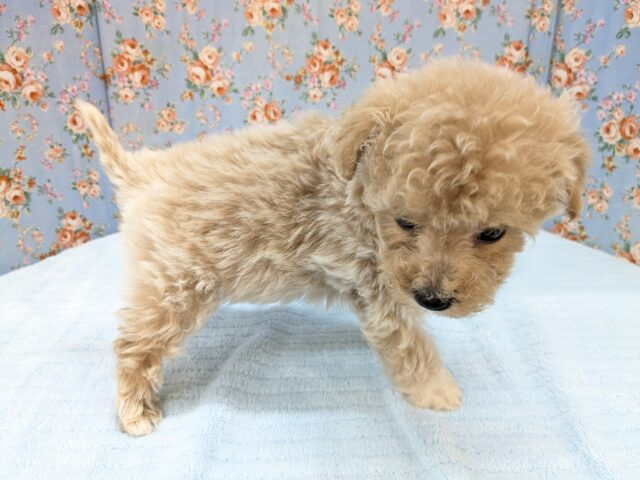 マルプー