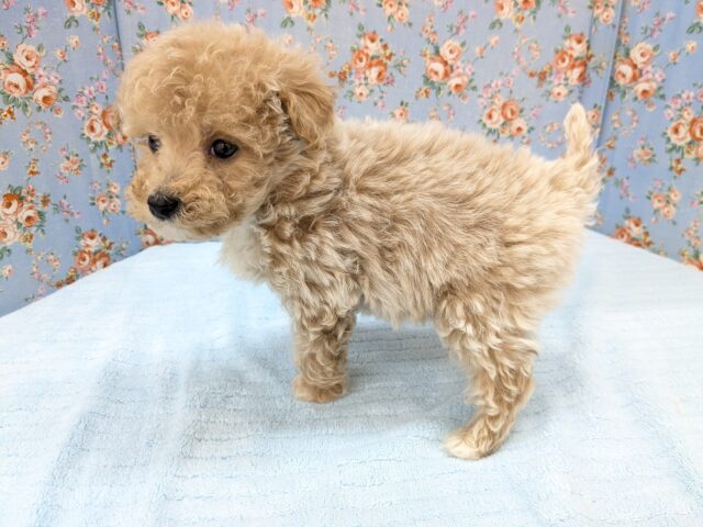 マルプー