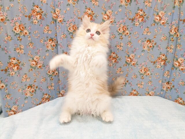 最新画像更新!!プリティー美男子💙 ラガマフィンの男のコ 2026/3/20撮影 ラガマフィン