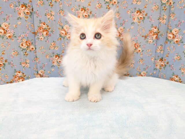 最新画像更新!!プリティー美男子💙 ラガマフィンの男のコ 2026/3/20撮影 ラガマフィン