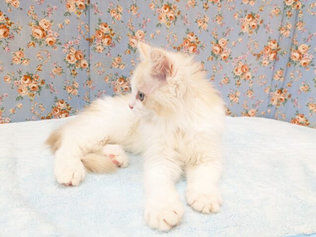 最新画像更新!!プリティー美男子💙 ラガマフィンの男のコ 2026/3/20撮影 ラガマフィン