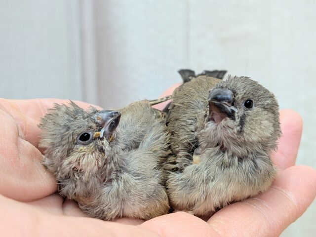 久々にやって来ました!ジャンボキンカ鳥ヒナ〜ズ ジャンボキンカチョウ